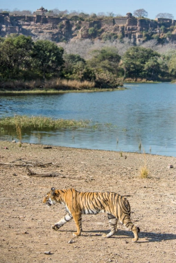 Prakratik Society case study gallery image 1